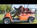 Animalia Orangutan Rambo drives her golf cart