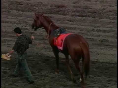 1993 San Francisco Handicap: The Wicked North (Slew of Damascus third)