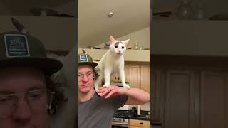 Gandalf was born to be a Shoulder Cat, Jackson was born to be cat tree #catdad #funnycats #cutepets