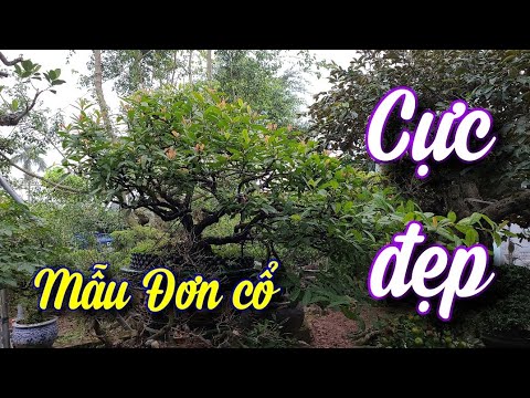 SH.5746. Thật sướng mắt ngắm những cây Mẫu Đơn bonsai cổ đẹp vườn cảnh Thanh Bình. Đth 091.999.5762