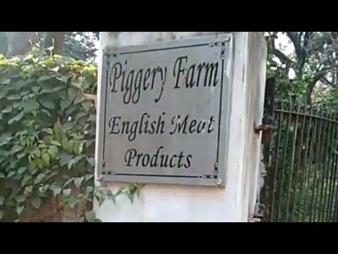 Piggery farm Brar square Delhi cantt, The hidden and the oldest in town