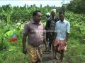 Wild Elephant Attack Farmers Field In Wayanad Chuttuvattom News