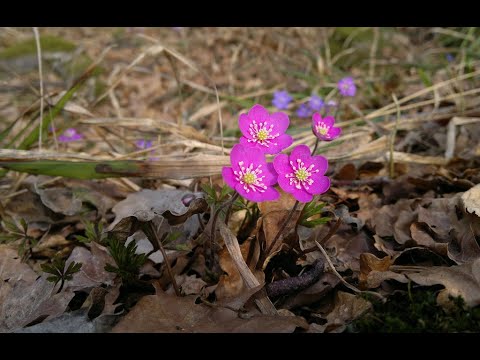 Les Wheeldon: Luke 1