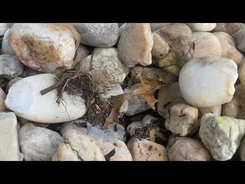 Carpenter Ants Trailing Along the Property in Dayton, NJ