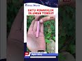 GAK NYANGKA TEMUKAN BATU PENAKHLUK SILUMAN TOBRUT Viral Parodi Halu Penemuan Hiburan