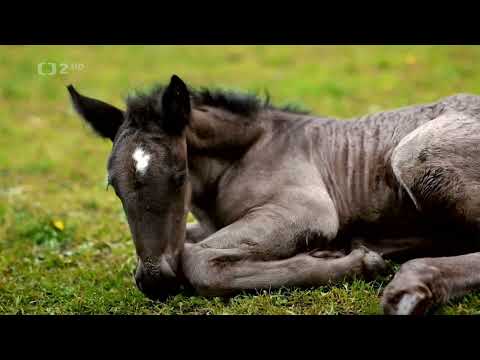 Ve větru kopyt - film o chove koní na Muránskej planine a Slovenskom raji