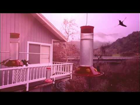 Buttering Trio - The Runner (Official Video)