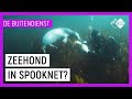 RED EEN ZEEHOND | Duikverhalen van De Buitendienst | NPO Zapp