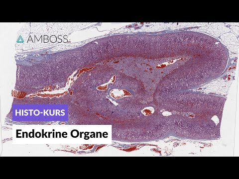 Histology of the Endocrine Organs - Microscopic Anatomy - AMBOSS Video