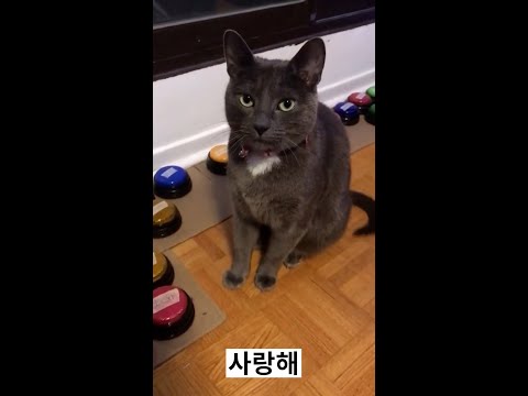 아이콘