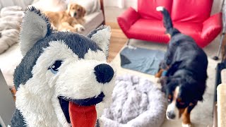 - びす家に新メンバー加入!