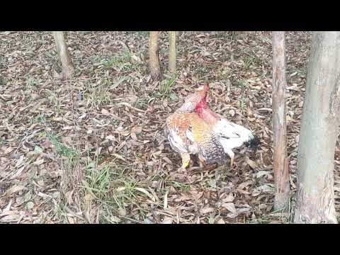 cock fight (murga fight)