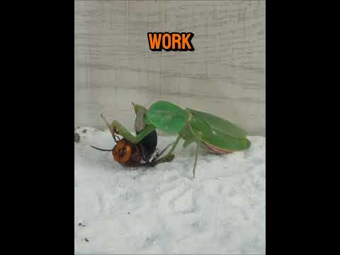Praying Mantis vs. Giant Hornet #shorts #mantisvshornet #prayingmantis  #hornets