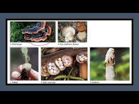 , title : 'Chp 22 Fungi Part 2: Fungal Classification'