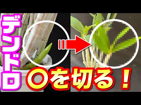 竹蘭の素晴らしい外観を維持する方法朝と夕方の香り