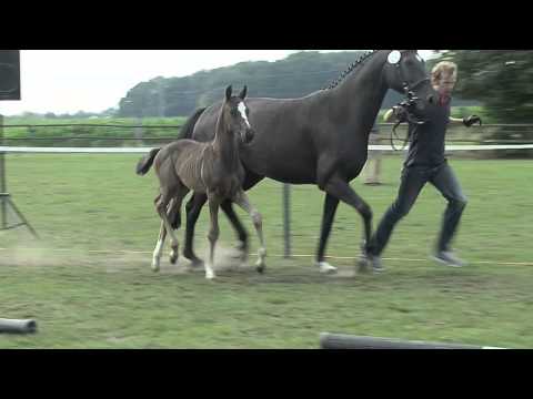 Hf v Danciano x Fuerst Heinrich x Carprilli