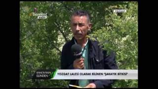 Çiçek Yetiştiriciliği - Şakayık Çiçeği (Kan Çiçeği, Yozgat Lalesi) 2. 