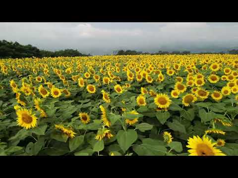 【北杜市ドローン映像】明野のひまわり