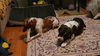 Video preview image #1 - Mix Puppy For Sale in Curwensville, PA, USA