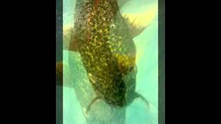 THE ARMY OF FORGOTTEN SOULS - music - devorzhum DEAD CAN DANCE  images by we-advance