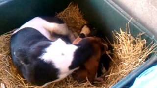 preview picture of video 'New Born Basset Hounds'