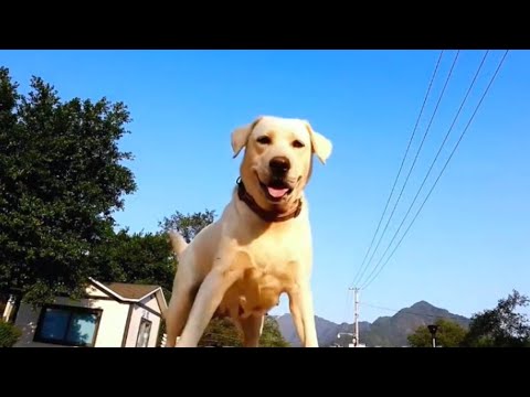 This Dog Declared War on the Drone 😂🐶 | Pawtopia Global #viral #drone #dog #funny #pets #doglife
