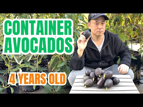How to grow avocados in containers and get fruit