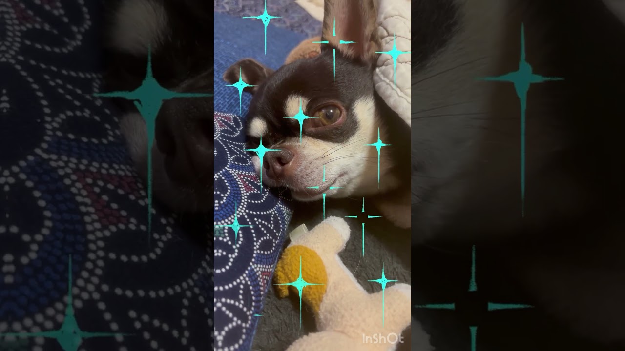 ワンちゃん日常＃つまらない＃雨が降りの日😍👍🤣❤️