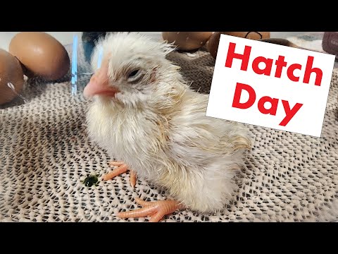 Day 21 Hatch: Chicks Hatching in the Nature Right 360 Incubator