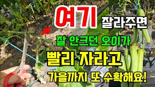 병들고 잘안크는 오이 빨리 키우고 여름내내 수확하려면 여기 자르고 이걸 꾸준히 주셔야합니다 #오이농사 #오이…