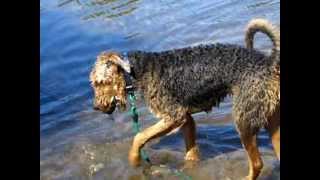 preview picture of video 'Airedale, Charlie Brown searches for his ball'