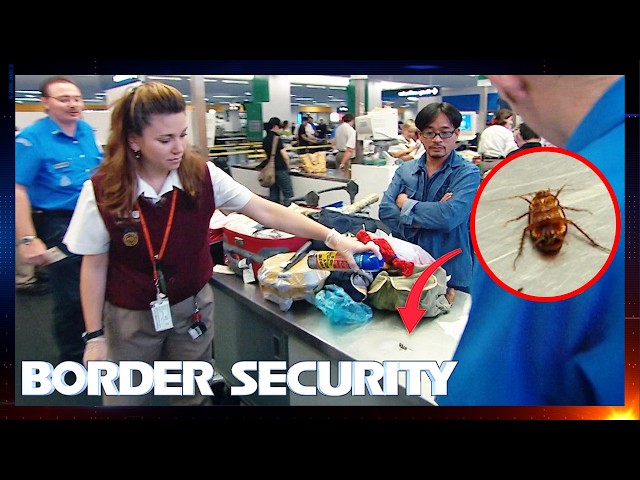 Border Security Australia 1.5 Hour Marathon | Season 1: Episodes 5 - 8 SDDEFAULT Thumbnail