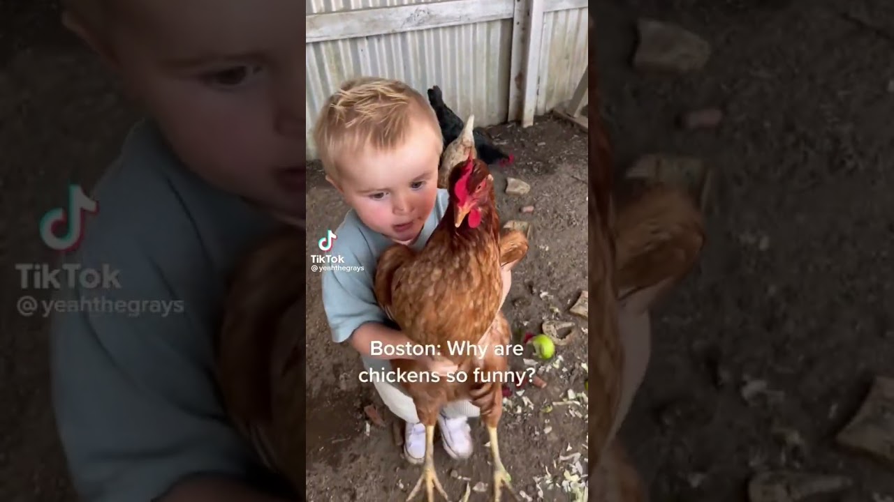 Why are chickens 🐓so funny? Becauuuse😂😂|#Tiktok Funny Videos #YoutubeShorts