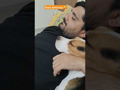 #reels #youtubeshorts #sunday #papa #mobile #trending #doglover #viral #funny #puppy #beaglepuppy