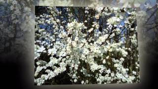 Happy Hawkwind  B-earth Day