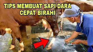 Download lagu Tips Membuat Sapi Dara, Birahi (TANYA JAWAB) mp3 Download lagu Tips Membuat Sapi Dara, Birahi (TANYA JAWAB) mp3