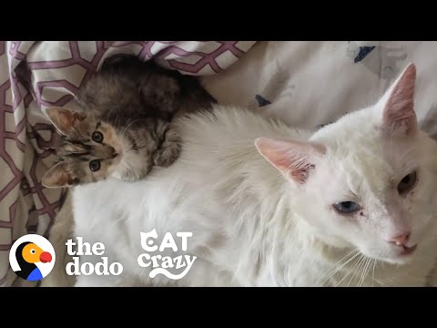 Abandoned Cat Was Antisocial Until A Tiny Kitten Forced Him To Play With Her | The Dodo Cat Crazy