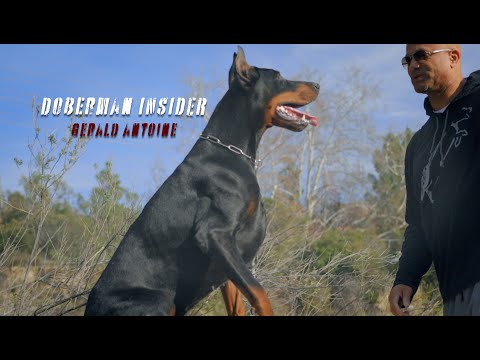 The Ultimate Guide to Doberman Care & Training