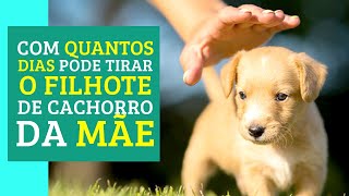 How old is it to be to take a puppy from its mother? Learn how to do it NOW!