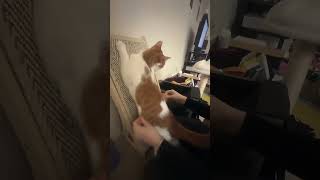 Download lagu @nire_suahein:  #catlovers #cat #kitten mp3