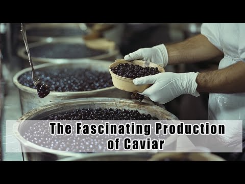 The Fascinating Production of Caviar