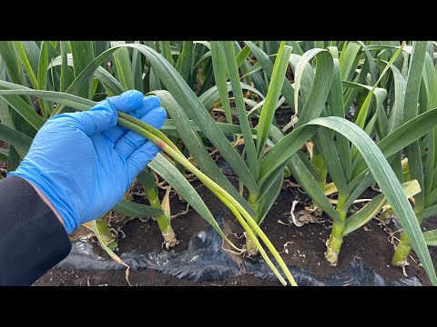 ニンニクの収穫:ここに注意してください 植物