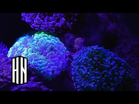 HVRDWOOD X Catalyst - DNA [HN022]