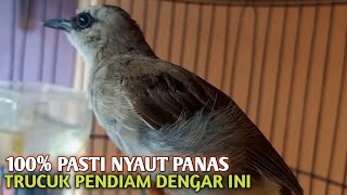 Download lagu Trucuk BETINA memanggil Jantan Suara Birahi Ngecuplik 100% pancingan trucukan gacor agar BUNYI EMOSI mp3 Download lagu Trucuk BETINA memanggil Jantan Suara Birahi Ngecuplik 100% pancingan trucukan gacor agar BUNYI EMOSI mp3