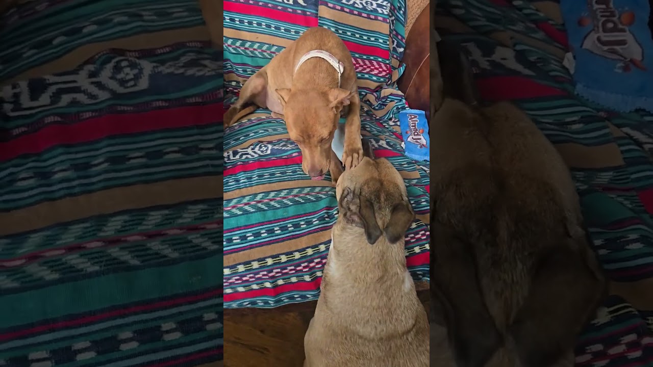 Enlarge Kiwi, a Adoptable mixed breed in Evergreen, CO video 4/6