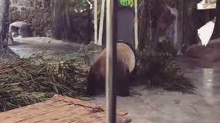 preview picture of video 'Панда сафари-парк Хайкоу, Хайнань'