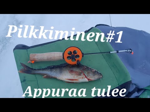 Pilkkiminen| Ahventa mormuskalla