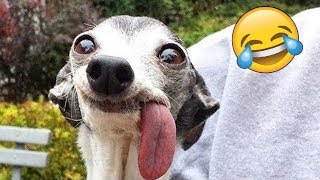 Я РЖАЛ ПОЛ ЧАСА |Смешные Коты и Собаки | ПРИКОЛЫ С ЖИВОТНЫМИ | Cute Cats