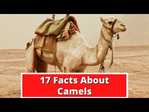 17 Facts About Camels | Global Facts