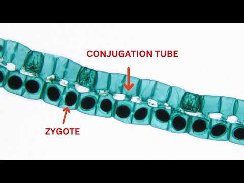 SPIROGYRA #ALGAE #FILAMENTOUS ALGAE #photosynthesis #biology #information #filament #education #sci